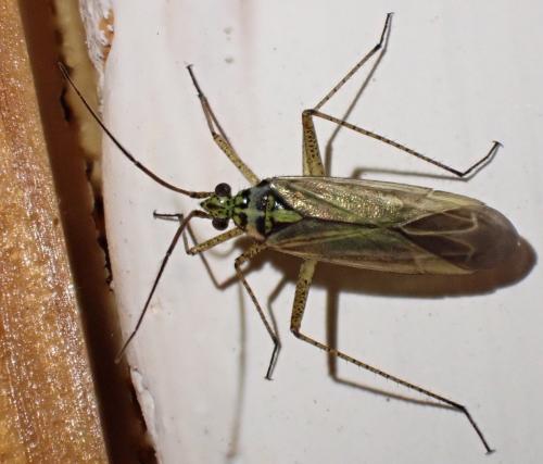 Oncotylus viridiflavus